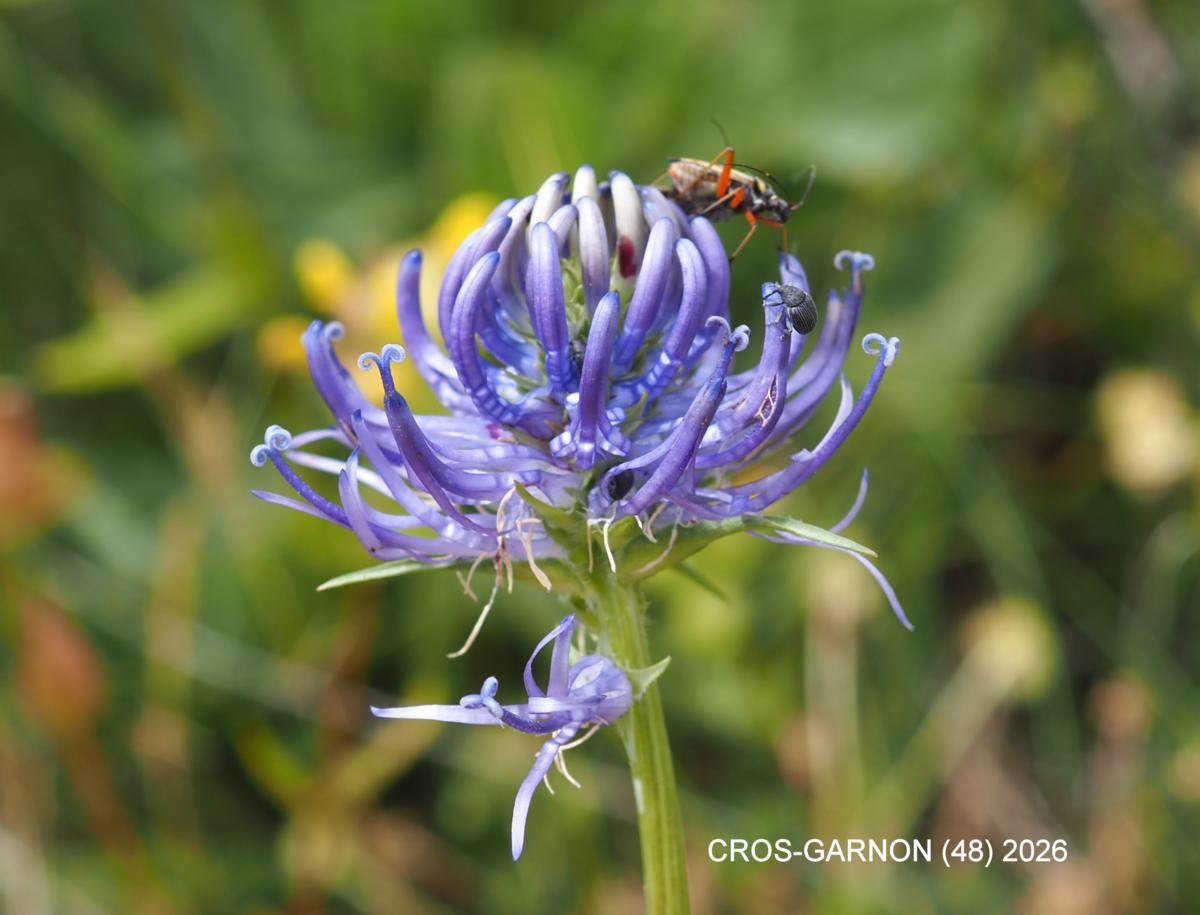 Rampion, Horned flower